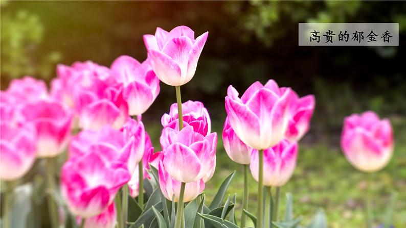 小学语文部编版六年级上册  第1单元  4.花之歌  课件+教案05