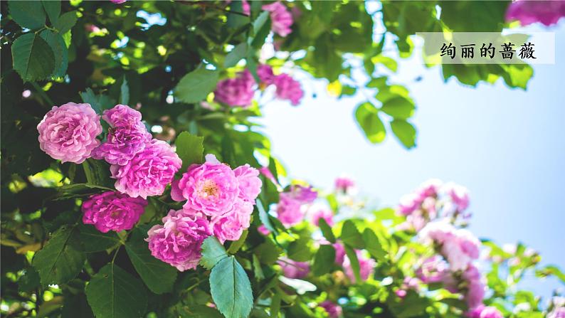 小学语文部编版六年级上册  第1单元  4.花之歌  课件+教案06