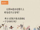 人教部編版（五四制）三年級(jí)上冊(cè)語(yǔ)文 第五單元《搭船的鳥》課件