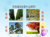 2021秋新人教版小学二年级语文上册识字2树之歌初读感知课件
