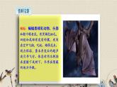 人教部編版（五四制）四年級(jí)上冊(cè)語(yǔ)文 第二單元《蝙蝠和雷達(dá)》課件ppt