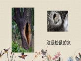 人教部編版（五四制）四年級上冊語文 第二單元《蝴蝶的家》課件ppt