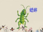人教部編版（五四制）四年級上冊語文 第三單元《蟋蟀的住宅》課件ppt