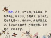 人教部編版（五四制）四年級上冊語文 第三單元《蟋蟀的住宅》課件ppt