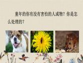 人教部編版（五四制）四年級上冊語文 第六單元《牛和鵝》課件