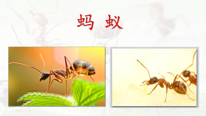 人教部编版三年级语上  11.《一块奶酪》（课件+教案+达标练习+学案）03