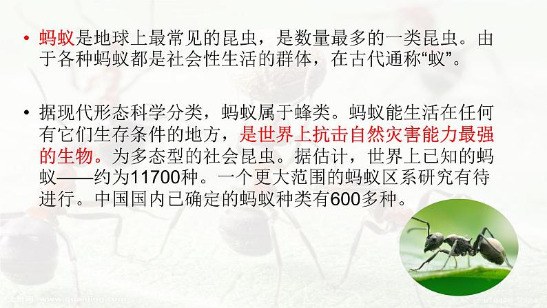 人教部编版三年级语上  11.《一块奶酪》（课件+教案+达标练习+学案）05