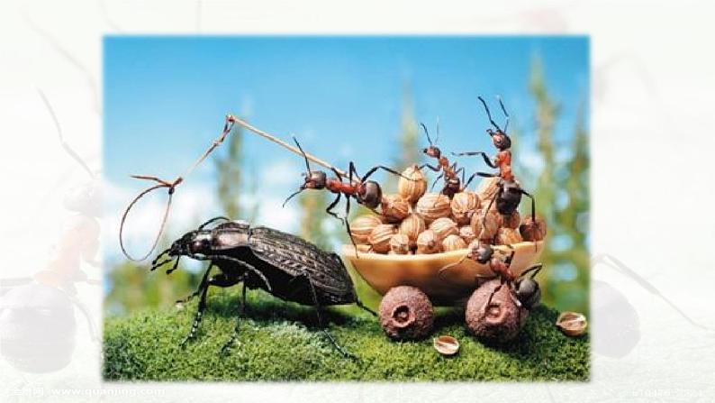 人教部编版三年级语上  11.《一块奶酪》（课件+教案+达标练习+学案）07