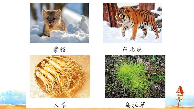 人教部编版三年级语上 20.《美丽的小兴安岭》（课件+教案+达标练习+学案）04