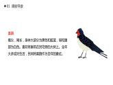 部编版一年级语文下册树和喜鹊课件PPT