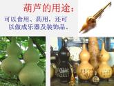 二年级语文上册 14.我要的是葫芦课件 新人教版