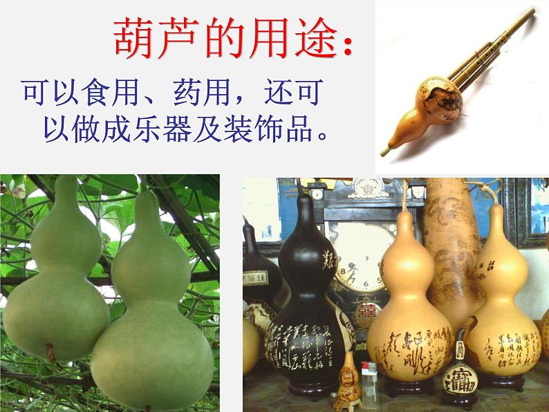 二年级语文上册 14.我要的是葫芦课件 新人教版第1页