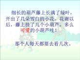 二年级语文上册 14.我要的是葫芦课件 新人教版
