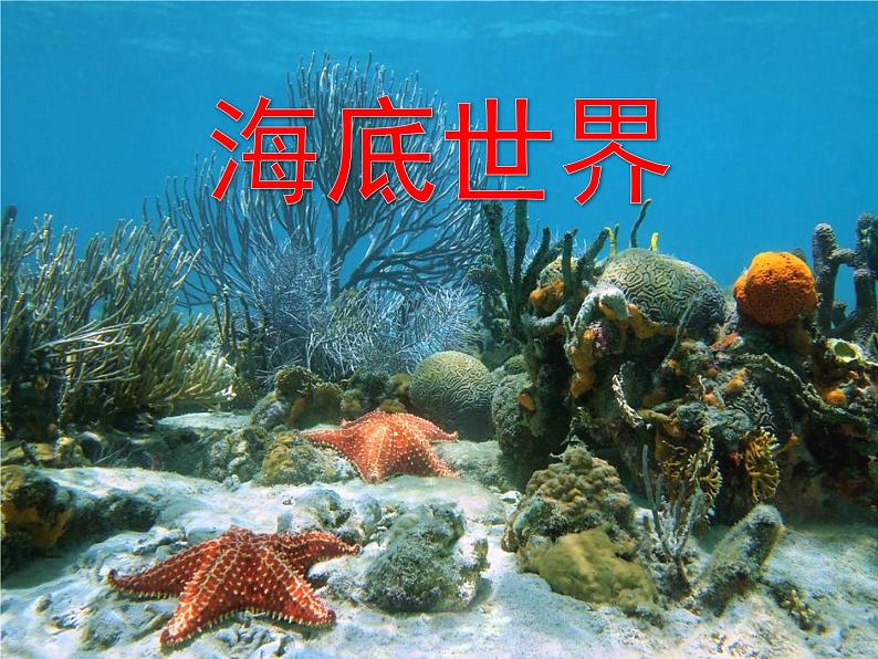 23  《海底世界》课件PPT第4页