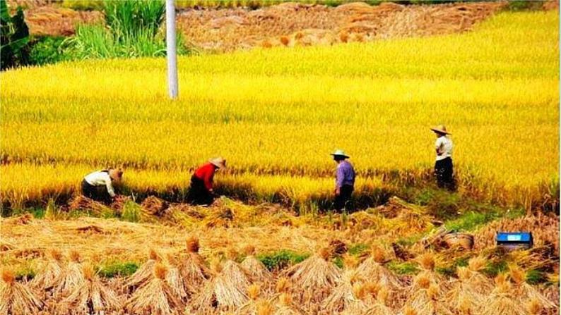 一年级语文上册第4单元课文11秋天第1课时课件新人教版04