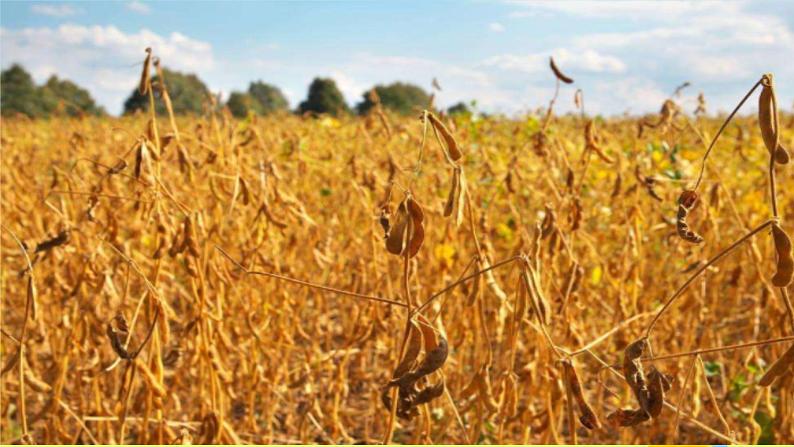 一年级语文上册第4单元课文11秋天第1课时课件新人教版05