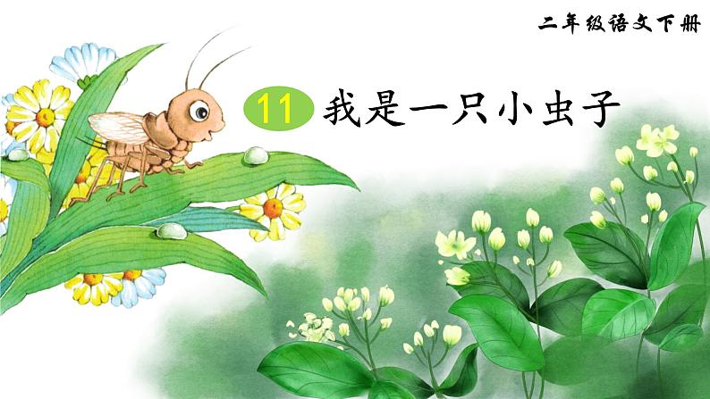 11.我是一只小虫子（课件）第1页