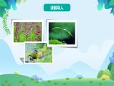 部編版二年級下冊語文2 找春天（課件+教案+練習(xí)含答案）