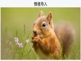【教学课件】松鼠示范课件第一课时