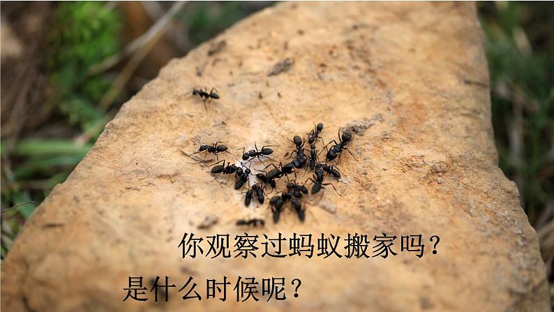 部编版 语文三年级上册 22 读不完的大书 课件+视频02