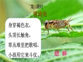 部編版 語文三年級上冊 10 在牛肚子里旅行 課件+視頻