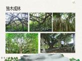 23 鳥(niǎo)的天堂（課件）