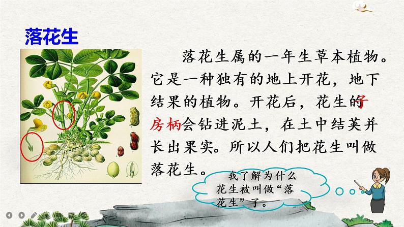 2 落花生（课件）04