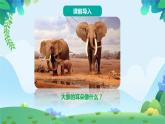 部编版二年级下册语文19 大象的耳朵（课件+教案+练习含答案）