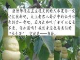 部编版小学语文五年级上册第8单元27 我的“长生果“课件PPT