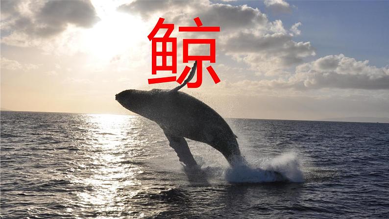 部编版小学语文五年级上册第5单元习作例文：《鲸》《风向袋的制作》课件PPT第4页