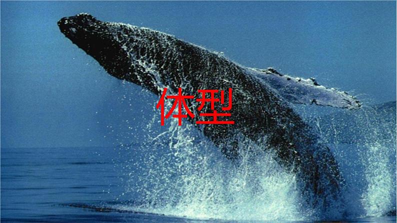 部编版小学语文五年级上册第5单元习作例文：《鲸》《风向袋的制作》课件PPT第5页