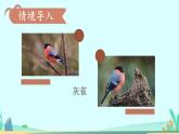 2021～2022学年小学语文人教部编版 三年级上册 25 灰雀 课件