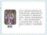 部编版六年级语文上册 第一单元  2.丁香结 课件