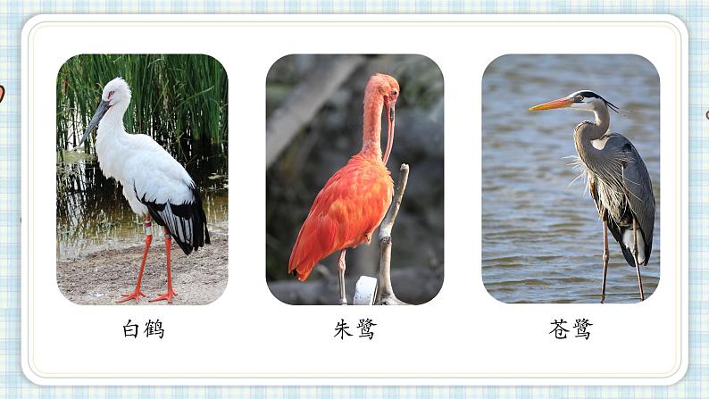 部编版五年级语文上册 第一单元 1.白鹭 课件08