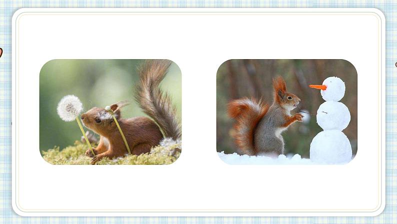 部编版五年级语文上册 第五单元 17.松鼠 课件02