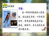 25灰雀2021-2022学年三年级上册语文部编版教学课件