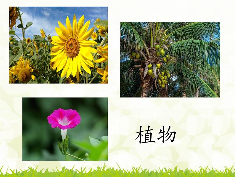 部编版小学语文二年级上册 3 植物妈妈有办法（课件）06