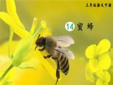 部编版三年级下册语文14 蜜蜂（课件+教案+练习含答案）