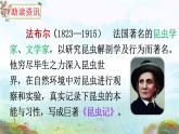 部编版三年级下册语文14 蜜蜂（课件+教案+练习含答案）