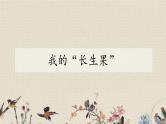 人教部编版（五四制）五年级上册  语文  第八单元《我的长生果》课件
