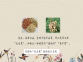 人教部编版（五四制）五年级上册  语文  第八单元《我的长生果》课件