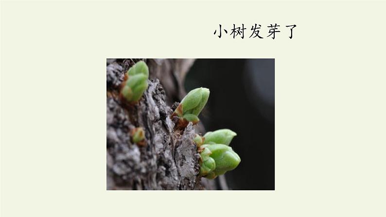 一年级语文上册教学课件-14 小蜗牛（2）-部编版第4页