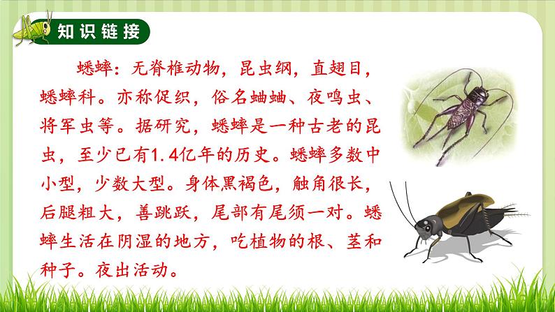 部编版 语文四年级上册 11蟋蟀的住宅 教学课件04