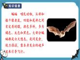 部编版 语文四年级上册 6夜间飞行的秘密 教学课件