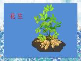 2021～2022学年小学语文人教部编版 五年级上册 第一单元2落花生 课件