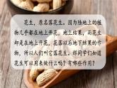 人教部编版语文五年级上册2落花生教学课件