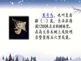 统编版语文二年级上：13 寒号鸟 教学课件（含素材）