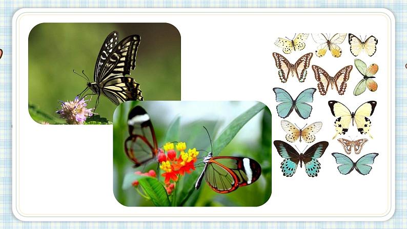 部编版四年级语文上册 第二单元 8.蝴蝶的家 课件02