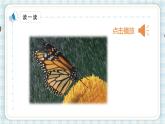 部编版四年级语文上册 第二单元 8.蝴蝶的家 课件