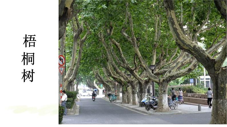 二语上识字 2树之歌【课件】第4页